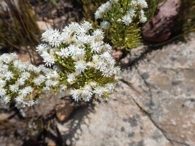 Dolichothrix ericoides, photographed by Di Turner