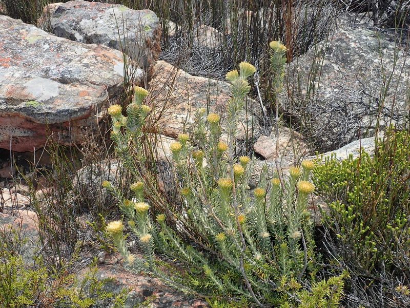 Phylica nigromontana, photographed by Di Turner