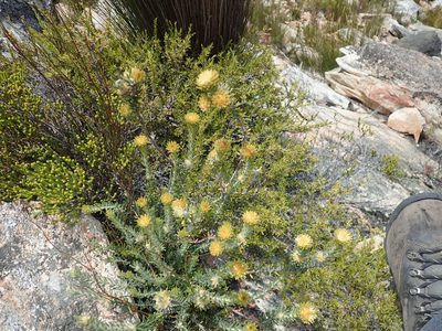 Phylica nigromontana, photographed by Di Turner