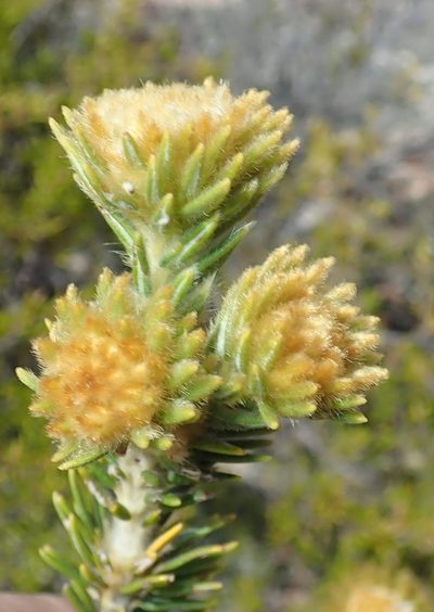 Phylica nigromontana, photographed by Di Turner