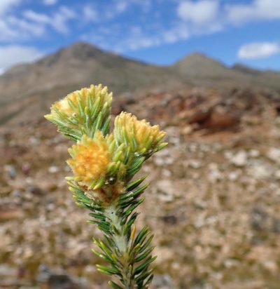 Phylica nigromontana, photographed by Di Turner