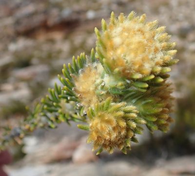 Phylica nigromontana, photographed by Di Turner