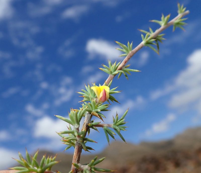Aspalathus rigidifolia, photographed by Di Turner