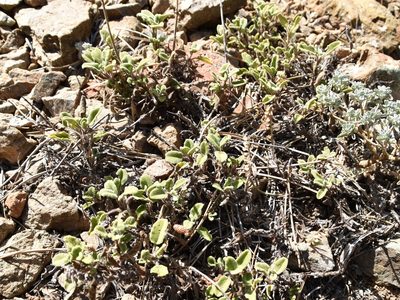 Salvia willeana, photographed by Nasser Halaweh