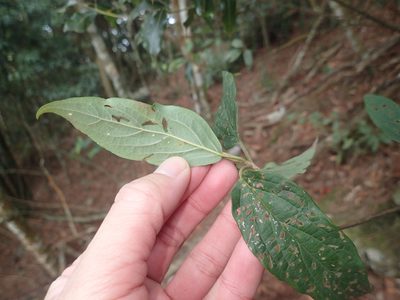 Viburnum urceolatum, photographed by 呂一起(Lyu yi-chi)