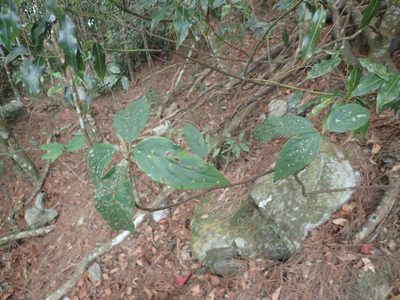 Viburnum urceolatum, photographed by 呂一起(Lyu yi-chi)