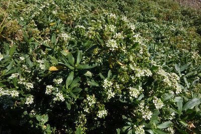 Lepidium crassum, photographed by John Barkla
