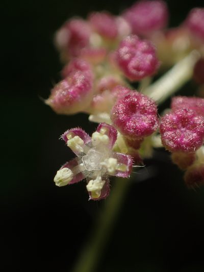 Nanocnide japonica, photographed by 葉子