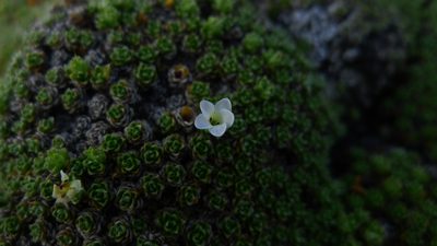 Veronica ciliolata, photographed by Sarah Richardson