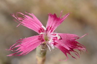 Dianthus bolusii, photographed by Nicola van Berkel