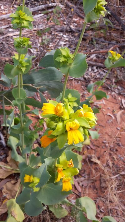Goodenia panduriformis, photographed by Samuel Brown