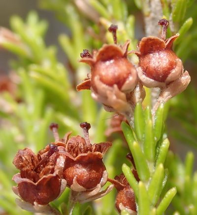 Erica zwartbergensis, photographed by Nicola van Berkel
