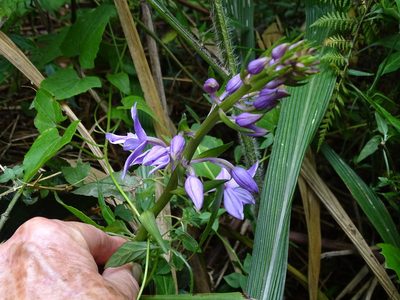 Calanthe sylvatica, photographed by Peter Warren