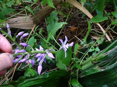 Calanthe sylvatica, photographed by Peter Warren
