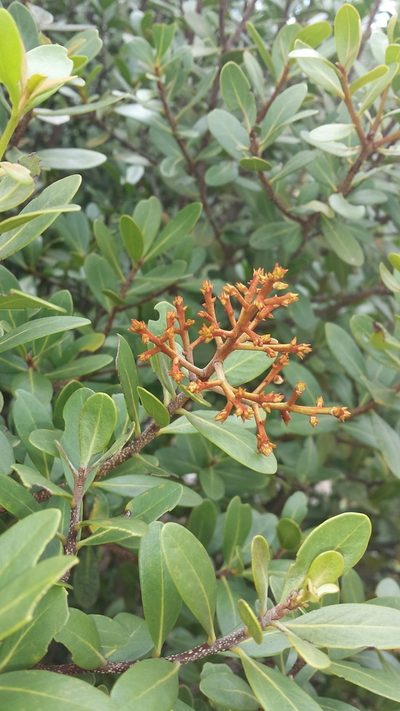 Asteropeia densiflora, photographed by Romer N. Rabarijaona