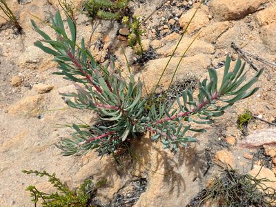 Protea canaliculata, photographed by Di Turner