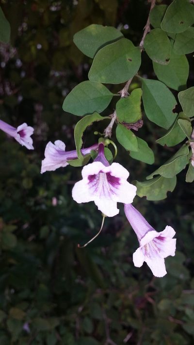 Phylloctenium bernieri, photographed by Romer N. Rabarijaona