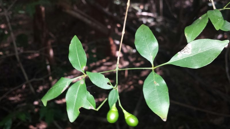 Vitex pervillei, photographed by Romer N. Rabarijaona