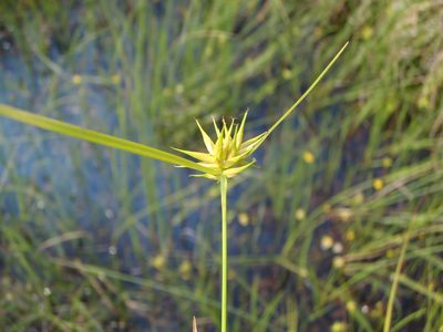 Carex michauxiana, photographed by Allan Harris