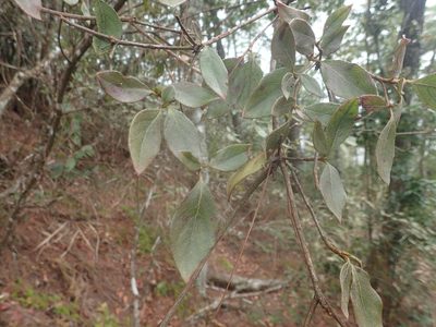 Rhododendron breviperulatum, photographed by 呂一起(Lyu yi-chi)