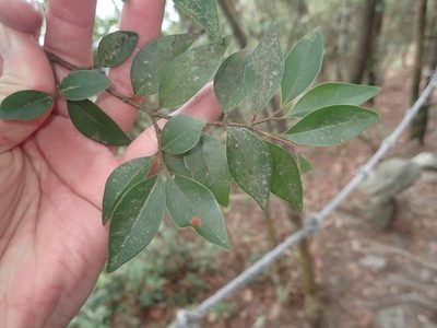 Ligustrum liukiuense, photographed by 呂一起(Lyu yi-chi)