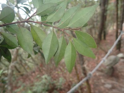 Ligustrum liukiuense, photographed by 呂一起(Lyu yi-chi)