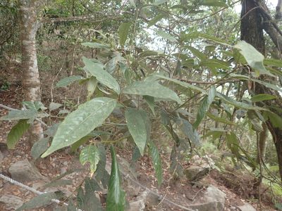 Lithocarpus amygdalifolius, photographed by 呂一起(Lyu yi-chi)