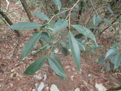 Symplocos sonoharae, photographed by 呂一起(Lyu yi-chi)