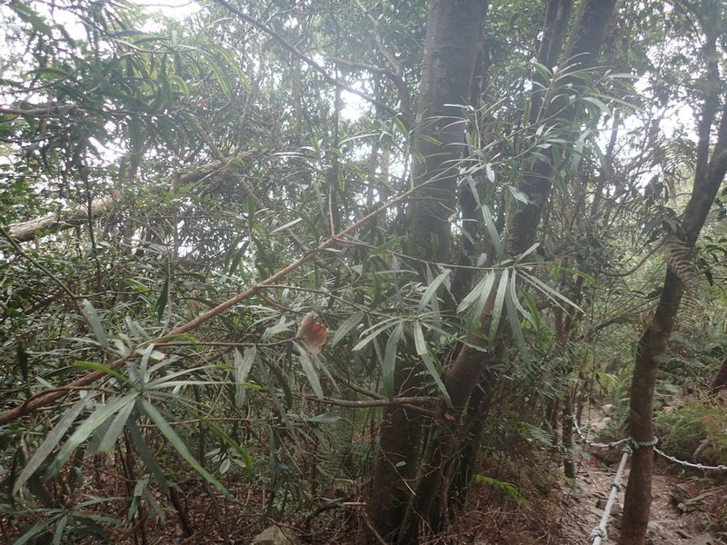 Podocarpus fasciculus, photographed by 呂一起(Lyu yi-chi)