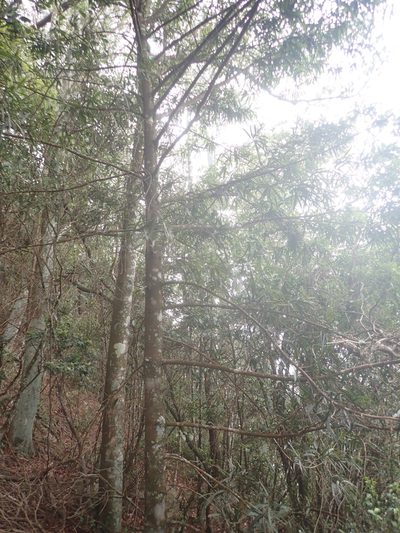 Podocarpus fasciculus, photographed by 呂一起(Lyu yi-chi)