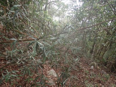 Podocarpus fasciculus, photographed by 呂一起(Lyu yi-chi)