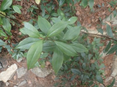 Myrsine stolonifera, photographed by 呂一起(Lyu yi-chi)