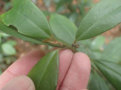 Myrsine stolonifera, photographed by 呂一起(Lyu yi-chi)