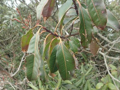 Ilex tugitakayamensis, photographed by 呂一起(Lyu yi-chi)