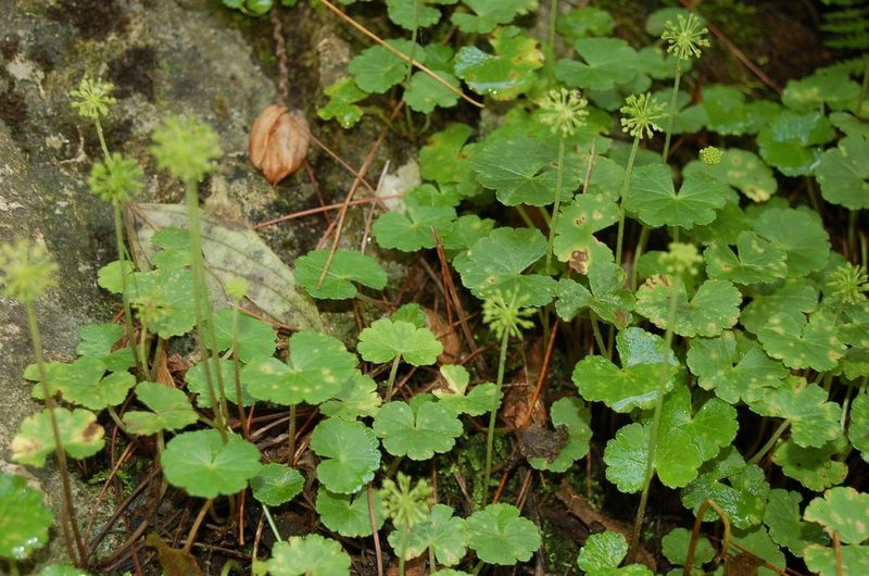 Hydrocotyle mexicana, photographed by Neptalí Ramírez Marcial