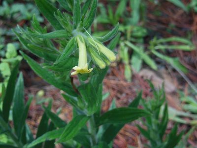 Lithospermum guatemalense, photographed by Neptalí Ramírez Marcial