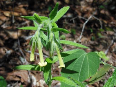 Lithospermum guatemalense, photographed by Neptalí Ramírez Marcial