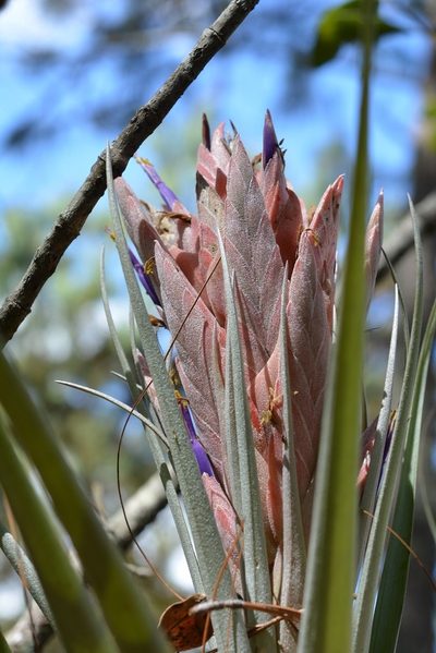 Tillandsia carlsoniae, photographed by Neptalí Ramírez Marcial