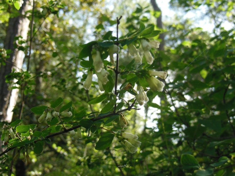 Symphoricarpos microphyllus, photographed by Neptalí Ramírez Marcial