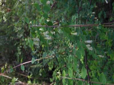 Symphoricarpos microphyllus, photographed by Neptalí Ramírez Marcial