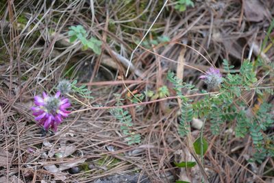 Dalea tomentosa, photographed by Neptalí Ramírez Marcial