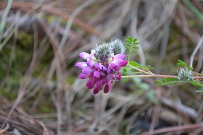 Dalea tomentosa, photographed by Neptalí Ramírez Marcial