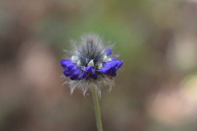 Dalea tomentosa, photographed by Neptalí Ramírez Marcial