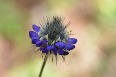 Dalea tomentosa, photographed by Neptalí Ramírez Marcial