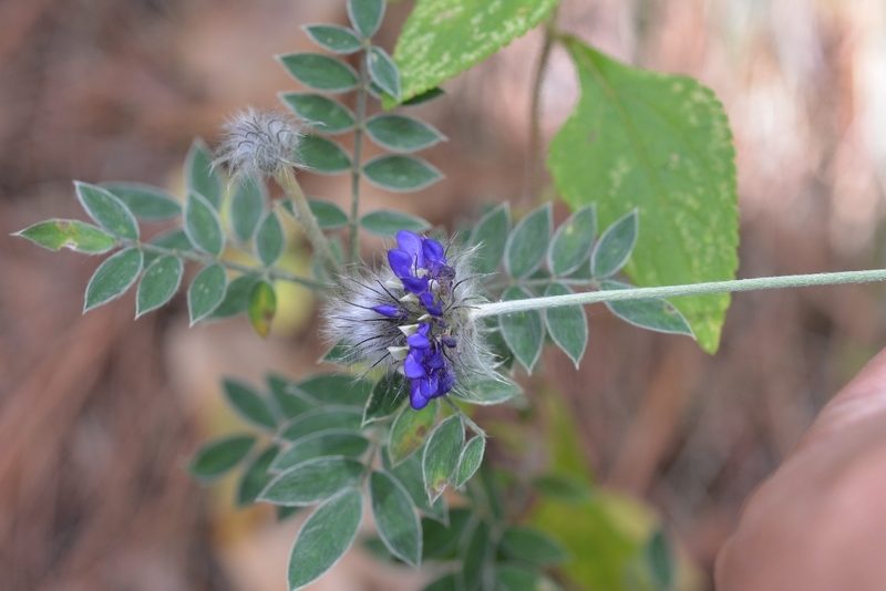 Dalea tomentosa, photographed by Neptalí Ramírez Marcial
