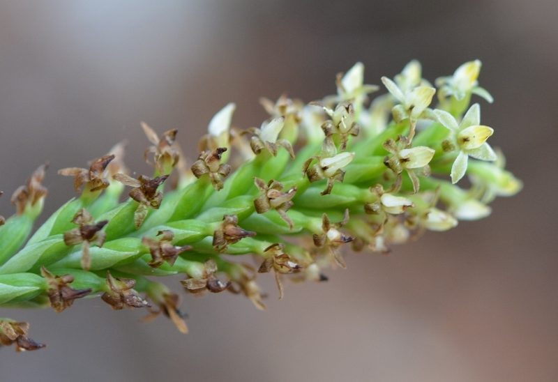 Galeoglossum tubulosum, photographed by Neptalí Ramírez Marcial