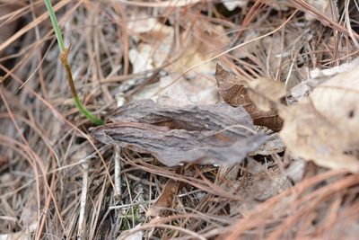 Galeoglossum tubulosum, photographed by Neptalí Ramírez Marcial
