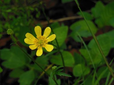 Ranunculus pilosus, photographed by Neptalí Ramírez Marcial