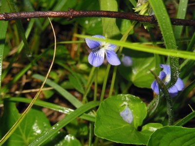 Viola hookeriana, photographed by Neptalí Ramírez Marcial