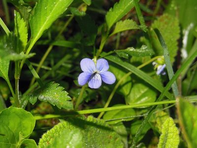 Viola hookeriana, photographed by Neptalí Ramírez Marcial